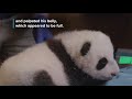 view #PandaStory: Cub&apos;s Second Veterinary Exam digital asset number 1
