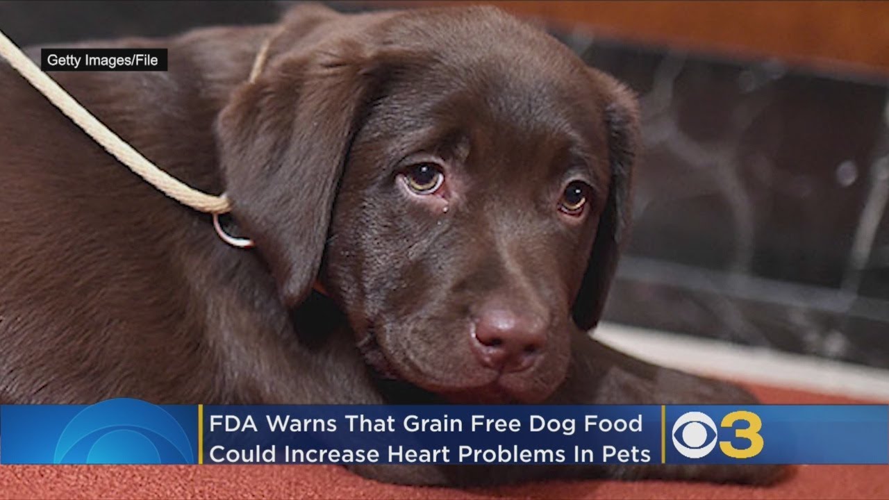 Crockpot Dog Food For Heart Disease - Helpful Advice to Treat Kidney