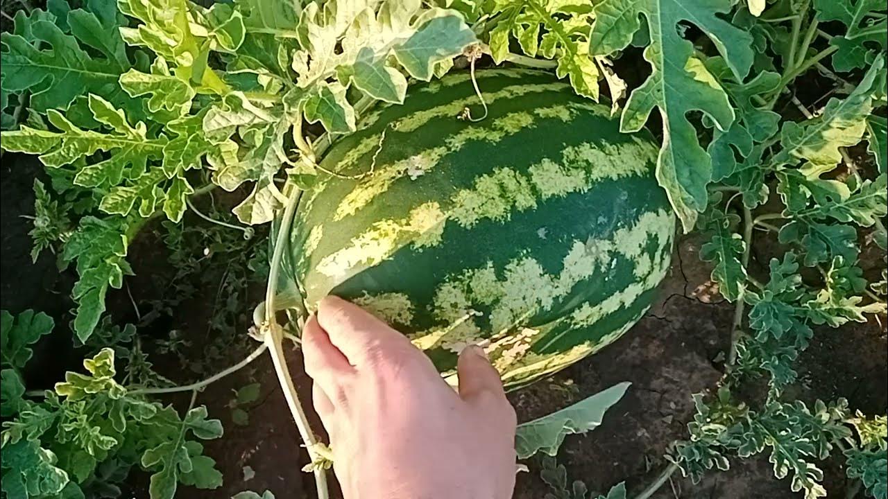 Зреют арбузы. Как выбрать арбуз. Арбуз на грядке. Плодоножка арбуза. Зрелость арбуза на грядке.