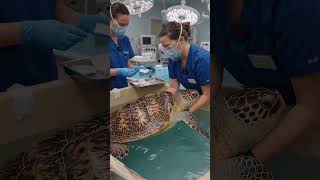 Injured sea turtle #wildlife #animals