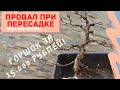 ПОЛНЫЙ ПРОВАЛ! ПЕРЕСАДКА БОНСАЙ ИЗ ГРАБА В ГОРШОК ЗА 15 000 РУБЛЕЙ!