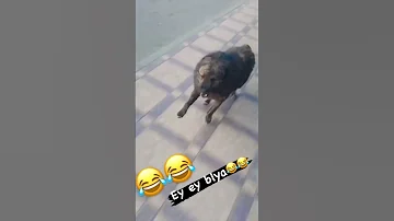 O Ziga O Zi So Rab Oldi Shorts Prikol Funny 