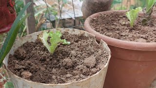 PLANTEI ALFACE NO VASINHO + FOMOS PESCAR