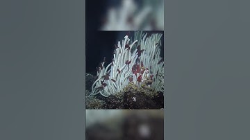 The Ocean Is 80% Unexplored — What Could Be Hiding