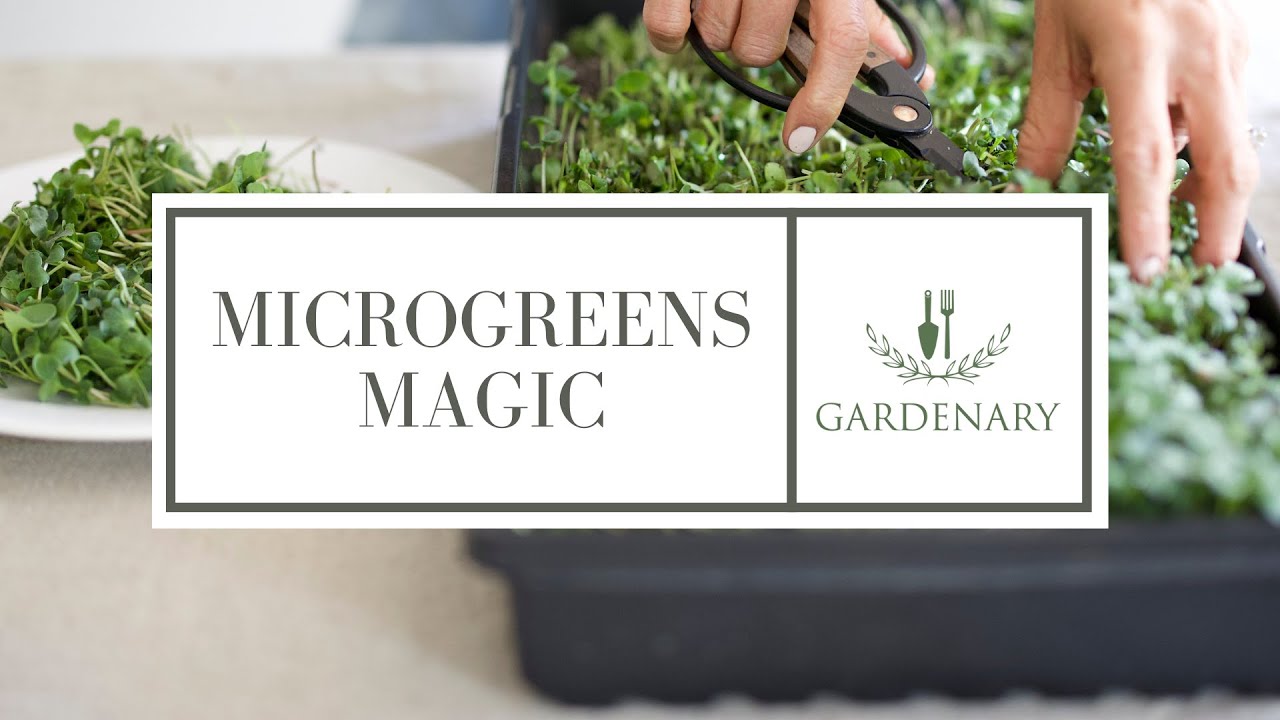 Welcome to Microgreens