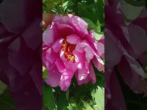 Цветут древовидные пионы.🏵️🏵️🏵️