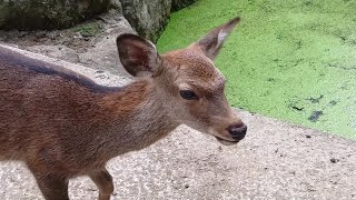 The fawn of Nara Park #70 奈良公園の子鹿さん - YouTube