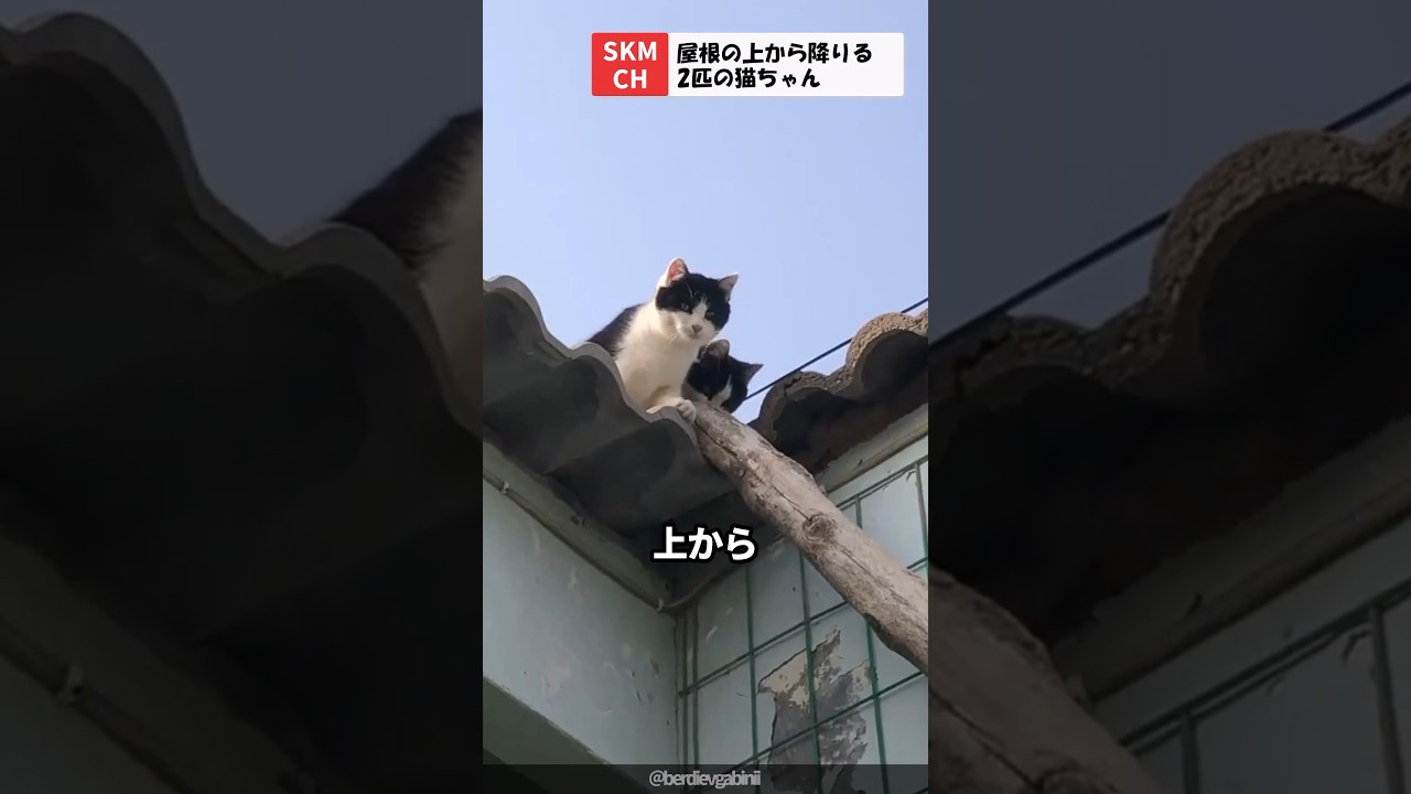 屋根の上から降りようとしてる2匹の猫 - YouTube