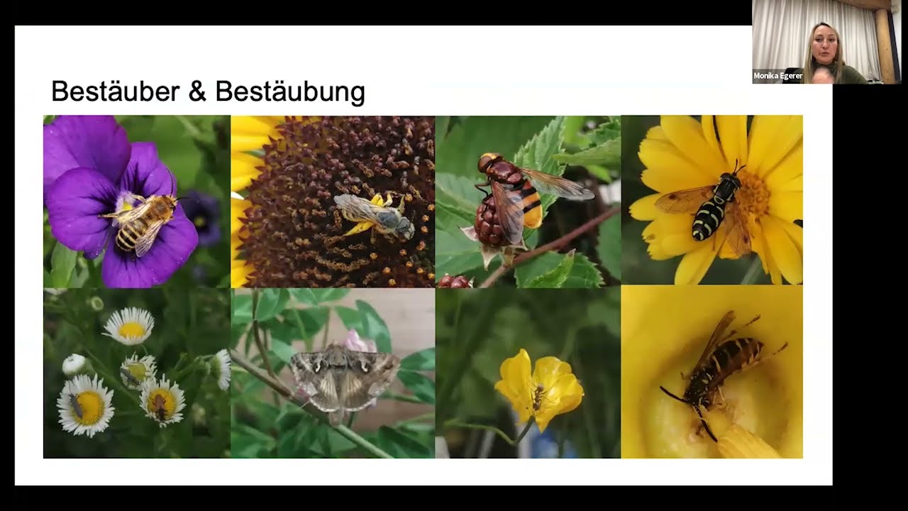 Insektenvielfalt