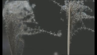 Windy Day || Cinematic Film || Hafsah Ghori