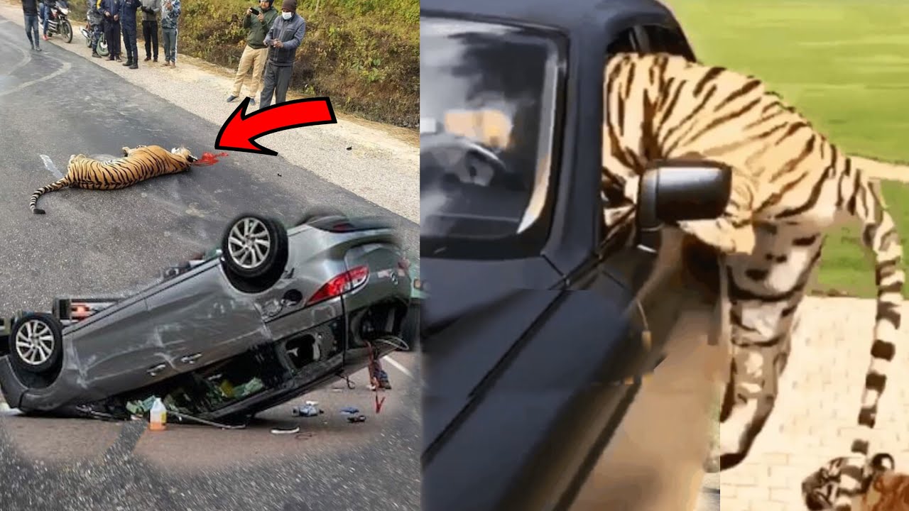 Bengal Tiger 🐯 Attack In Car 🚗 Tiger Attack In Sundarban Tiger Attack ...