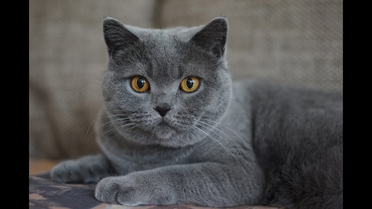 Возраст кошки и ее соответствие разным возрастным этапам жизни