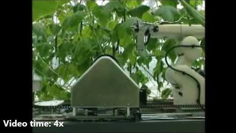 Robotic Harvesting Cucumber