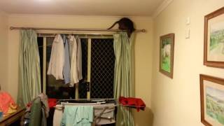 Feline stress test of clothes horse by Nutmeg the Abyssinian 62 views 8 years ago 35 seconds