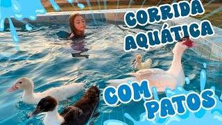 Corrida Aquática De Patos Na Piscina