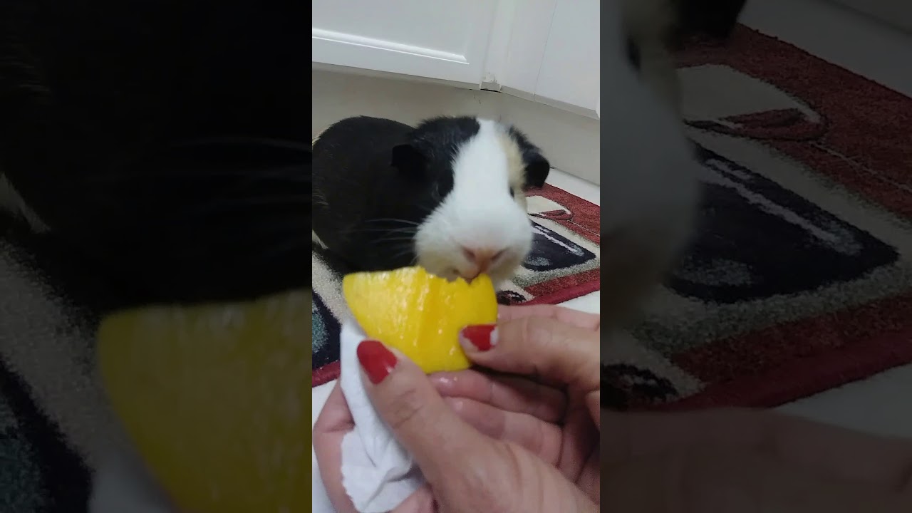 Can Guinea Pigs Have Mango Peel