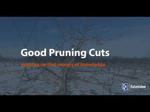 Making Good Pruning Cuts