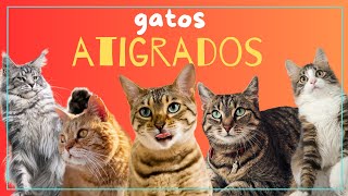 PEQUEÑOS TIGRES/ GATOS ATIGRADOS / GATOS RAYADOS / COMPORTAMIENTO Y CUALIDADES