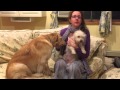 Negative Reinforcement - A Human's Perspective | Sarah Hodgson | Modern Dog Parenting Negative Reinforcement - A Human's Perspective | Sarah Hodgson | Modern Dog Parenting