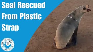 Seal Rescued From Plastic Strap