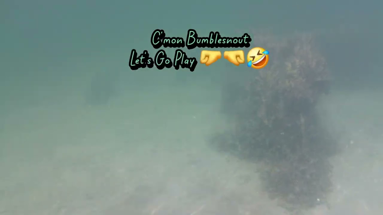 Saved A Bee From Drowning............Then He Stung Me 🤦🤣 