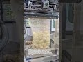 Automatic Potato Bagging Machine Packing Potatoes Fast #foodprocessing #factory #automation