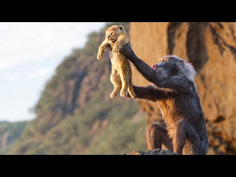circle-of-life-song-scene---the-lion-king-(2019)-movie-clip