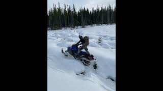 Cougar Hunting In The Snow