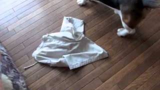 ショートパンツ