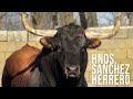 El toro bravo snchez herrero y la historia de un caballo que salt por encima de los toros bravos