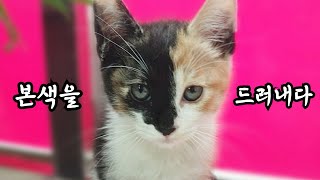 The kitten's personality is too violent. lol (Ep_3)The story of a rescued kitten