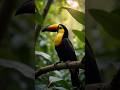 Stunning Beauty of Nature  #animation #nature #animals #bird #wildlife #stunning #rescue #beauty