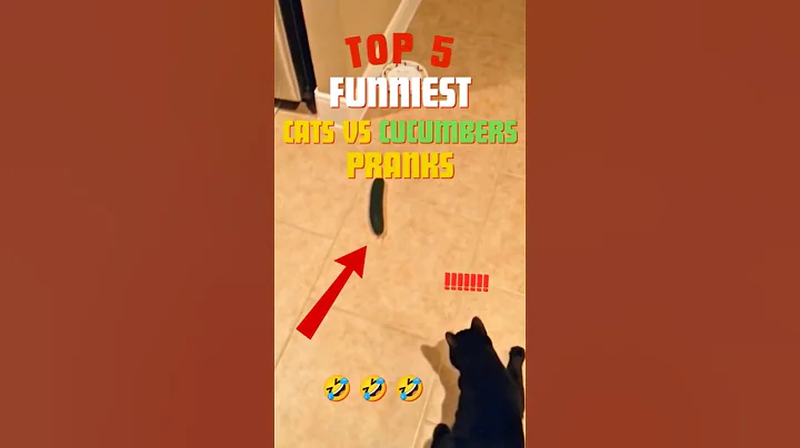Video 11889441: cat vs cucumber, pets love animal funny, funniest cats, scared cats, cat missing