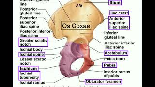 Anatomy | Specific Parts of the Os Coxae (Pelvis) [  Left vs. Right]