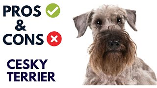 Cesky Terrier Pros and Cons | Cesky Terrier Advantages and Disadvantages