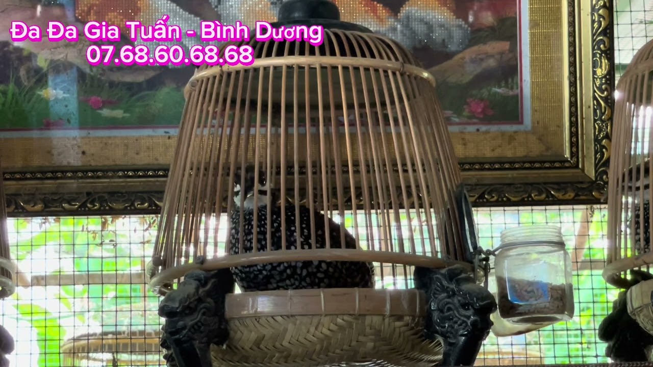 Chuyên kích Bổi  nhanh lên thành Mồi!!!