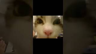 Asmr Lambendo A Tela