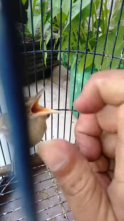 Burung Kebas (Kerak Basi) alis putih anakan lolohan