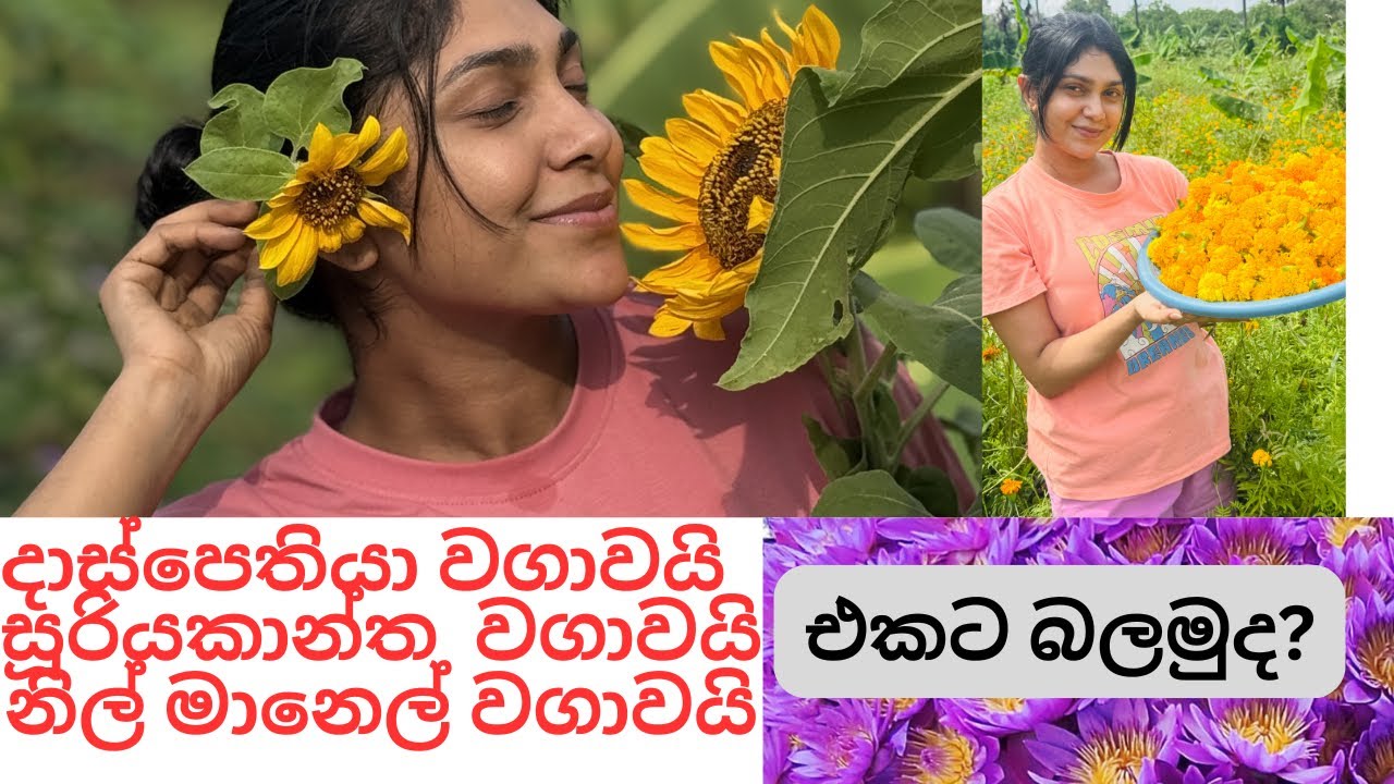 හැමොම අහපු සූරියකාන්ත වගාව...❤️