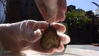 Asmr: chilling sounds of opening a oyster