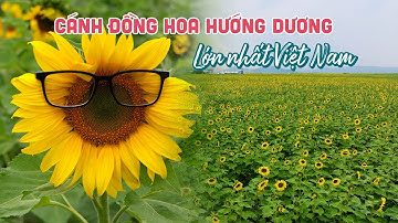 Tham quan cánh đồng Hoa Hướng Dương lớn nhất Việt Nam tuyệt đẹp tại Nghệ An