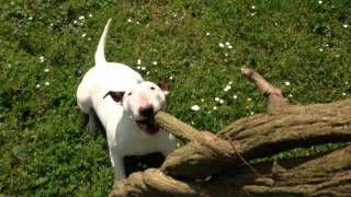 Bull Terrier Nala