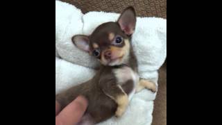 Micro teacup Chihuahua puppies for sale