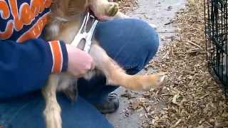 Band Castrating Male Goats