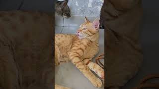 backbone😇🥰 #orangecat #santrabilla #lovecats #petcat #protectanimals #savecats #viral #viralshorts
