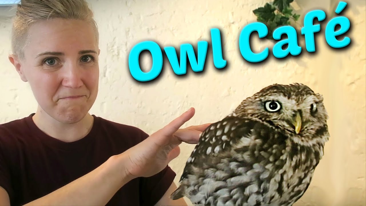 dating cafe owl