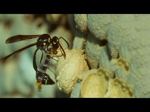 Wasp Builds Unique