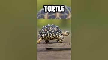 WHAT A TURTLE LOOKS LIKE WITHOUT A SHELL... 😰🐢