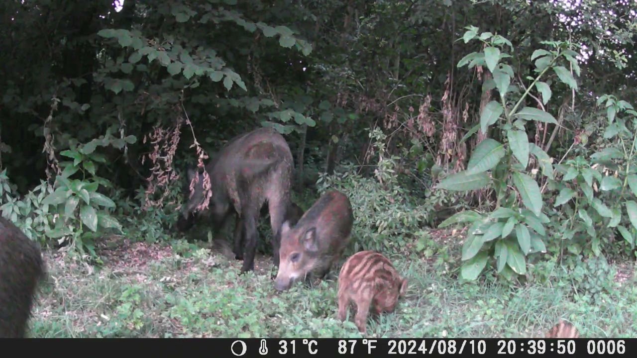 Cinghiale (scrofe) Dian e Cunegonda, cinghialini D E F piccoli e A B C cresciuti