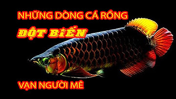 Cá Rồng đột biến - P1 : Fafu long, phượng hoàng, belly, king... #arowana #carong #fafu #king #kumpai